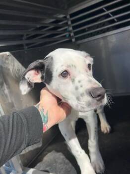 Guster -  Mixed Breed Dog for Adoption in Lafayette, Indiana - Guster | PetCurious