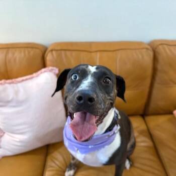 Betsy Blue -  Catahoula Leopard Dog and Pit Bull Terrier Dog for Adoption in Friendswood, Texas - Betsy Blue | PetCurious