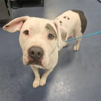 Salt -  Pit Bull Terrier Dog for Adoption in Greensboro, North Carolina - Salt | PetCurious
