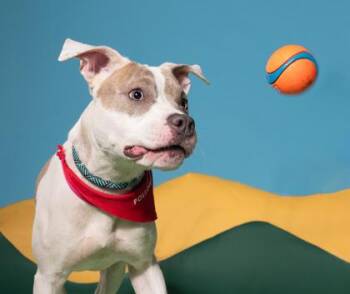 Tommy -  Pit Bull Terrier and Mixed Breed Dog for Adoption in Atlanta, Georgia - Tommy | PetCurious