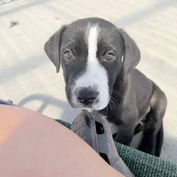 Vito -  Mixed Breed Dog for Adoption in Uniontown, Pennsylvania - Vito | PetCurious