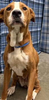 PENELOPE -  English Pointer and Mixed Breed Dog for Adoption in Rosenberg, Texas - PENELOPE | PetCurious
