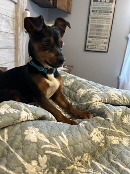 Miniature Pinscher and Chihuahua Dogs Available for Adoption - Naomi | PetCurious