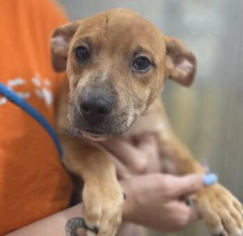 Kairo -  Labrador Retriever Dog for Adoption in Sioux City, Iowa - Kairo | PetCurious