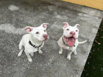 Rain -  Mixed Breed Dog for Adoption in Lakeland, Florida - Rain | PetCurious
