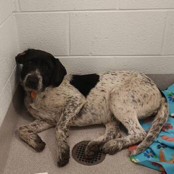 Lil Blue -  Labrador Retriever Dog for Adoption in Chattanooga, Tennessee - Lil Blue | PetCurious