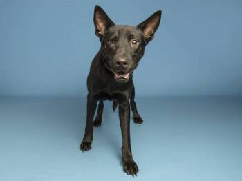 TUCKER -  German Shepherd Dog Dog for Adoption in Phoenix, Arizona - TUCKER | PetCurious