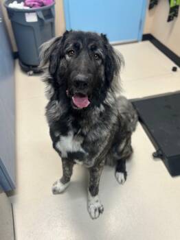 Rescue Anatolian Shepherd and Great Pyrenees Dogs for Adoption in San Luis Obispo, California - Astrid | PetCurious