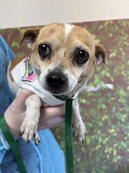 Chihuahua and Mixed Breed Dogs Available for Adoption in San Antonio, Texas - Shoshanna | PetCurious