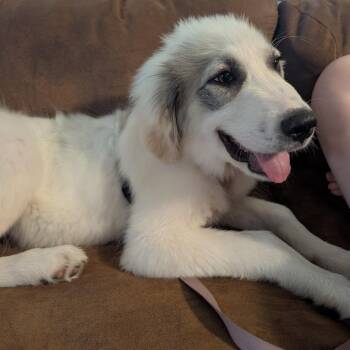 Dozer -  Great Pyrenees Dog for Adoption in Peculiar, Missouri - Dozer | PetCurious