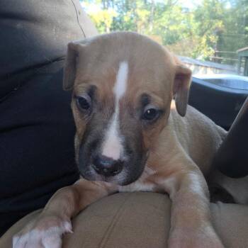 Stanley -  Pit Bull Terrier Dog for Adoption in Birmingham, Alabama - Stanley | PetCurious