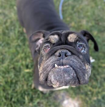 English Bulldog Dogs Available for Adoption - Pancho | PetCurious