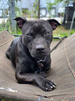 Safari -  Pit Bull Terrier Dog for Adoption in Chicago, Illinois - Safari | PetCurious