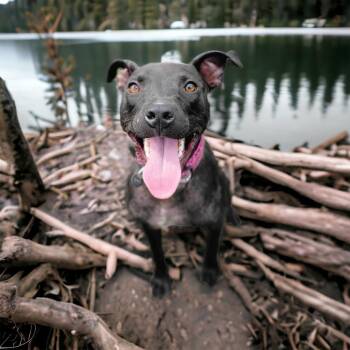 Rescue Black Labrador Retriever and Xoloitzcuintli Mexican Hairless Dogs for Adoption - Tito | PetCurious