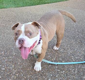 Winston -  English Bulldog Dog for Adoption in Brentwood, Tennessee - Winston | PetCurious