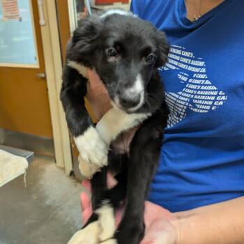Anastasia -  Border Collie and Mixed Breed Dog for Adoption in Fulton, Texas - Anastasia | PetCurious