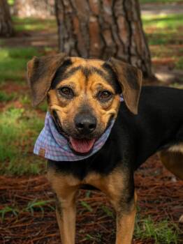 Cheyanne(in foster) -  Mixed Breed Dog for Adoption in Myrtle Beach, South Carolina - Cheyanne(in Foster) | PetCurious