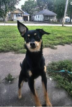 Eugene -  Chihuahua and Miniature Pinscher Dog for Adoption in Fremont, Nebraska - Eugene | PetCurious