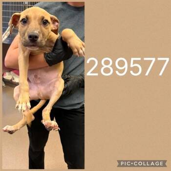 A289577 -  Mixed Breed Dog for Adoption in Macon, Georgia - A289577 | PetCurious