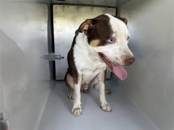 A662211 -  Pit Bull Terrier and Mixed Breed Dog for Adoption in Houston, Texas - A662211 | PetCurious
