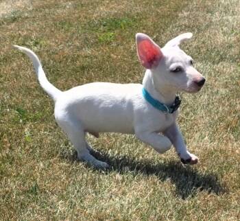 **ZIGGY** -  Dachshund and Chihuahua Dog for Adoption in North Prairie, Wisconsin - **ZIGGY** | PetCurious