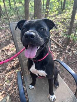 Pit Bull Terrier Dogs Available for Adoption in Charlotte, North Carolina - TOBY | PetCurious