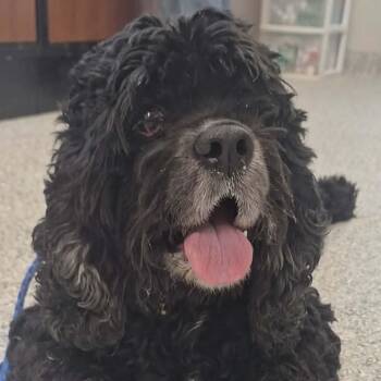 Simone -  Cocker Spaniel Dog for Adoption in Normal, Illinois - Simone | PetCurious