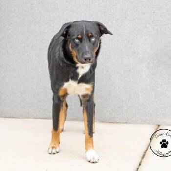 Catahoula Leopard Dog and Border Collie Dogs Available for Adoption - Willie | PetCurious