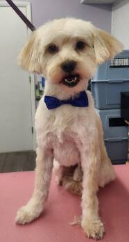 Morkie and Maltese Dogs Available for Adoption - Rocky  | PetCurious