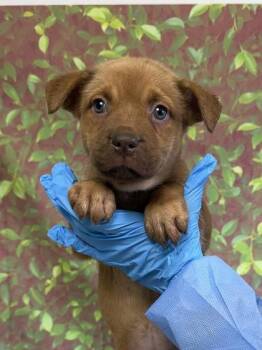 Frittata -  Labrador Retriever and Mixed Breed Dog for Adoption in San Antonio, Texas - Frittata | PetCurious