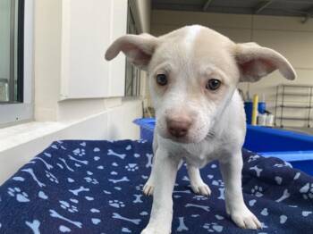 Labrador Retriever and Siberian Husky Dogs Available for Adoption - SYDNEY | PetCurious