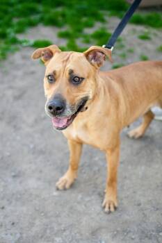 Hound and Labrador Retriever Dogs Available for Adoption in Frankfort, New York - Luna | PetCurious