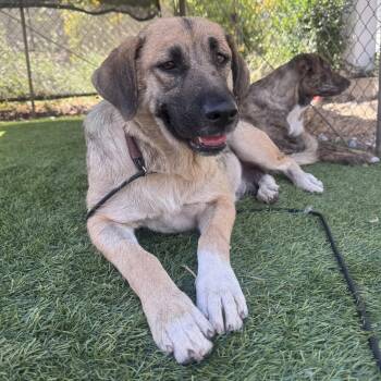 Honeybun -  Anatolian Shepherd Dog for Adoption in Whittier, California - Honeybun | PetCurious