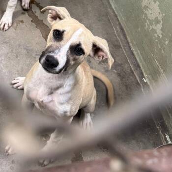 Secret -  Hound and Mixed Breed Dog for Adoption in Eureka Springs, Arkansas - Secret | PetCurious