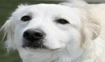 Terrier Dogs Available for Adoption - Riley | PetCurious