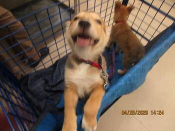 German Shepherd Dog and Siberian Husky Dogs Available for Adoption in Marietta, Georgia - Carmello(316) | PetCurious