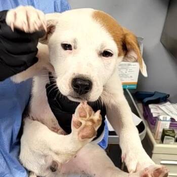 Tomato -  Mixed Breed Dog for Adoption in Duncan, Oklahoma - Tomato | PetCurious
