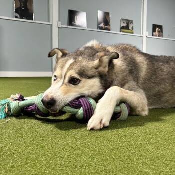 Rescue Husky and Shepherd Dogs for Adoption in Kansas City, Missouri - Timber | PetCurious