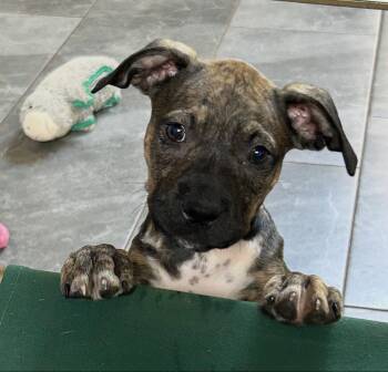 Mindy Lonestar -  Terrier Dog for Adoption in Rockaway, New Jersey - Mindy Lonestar | PetCurious