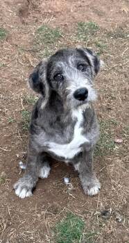 Poppy Mae -  Mixed Breed Dog Available for Adoption in Northwood, New Hampshire - Poppy Mae | PetCurious