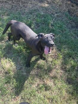 Labrador Retriever Dogs Available for Adoption in Jackson, Mississippi - Tammy | PetCurious