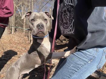 Sriracha -  Pit Bull Terrier Dog for Adoption in Pottsville, Pennsylvania - Sriracha | PetCurious