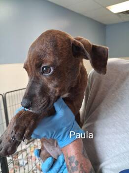 Paula -  Labrador Retriever and Terrier Dog for Adoption in Maynardville, Tennessee - Paula | PetCurious