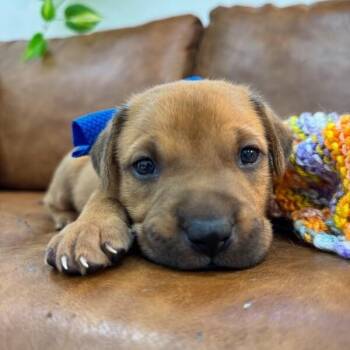 Pit Bull Terrier and Labrador Retriever Dogs Available for Adoption - Ranger Forestry  | PetCurious