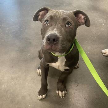 Coupe -  Terrier Dog for Adoption in Tampa, Florida - Coupe | PetCurious