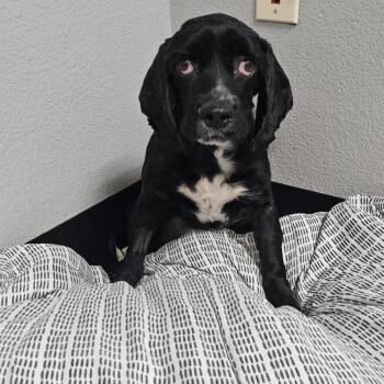 River -  Cocker Spaniel Dog for Adoption in Las Vegas, Nevada - River | PetCurious