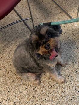 Shih Tzu and Poodle Dogs Available for Adoption - EMI | PetCurious