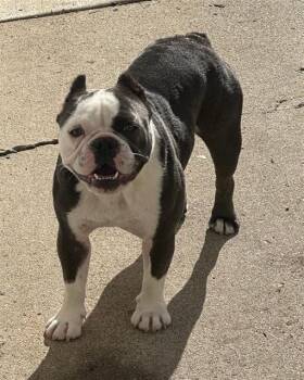 KAIJU -  French Bulldog and Boston Terrier Dog for Adoption in Camarillo, California - KAIJU | PetCurious