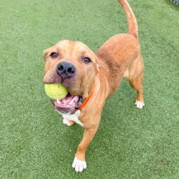 Rescue American Bulldog and Cane Corso Dogs for Adoption in Fishers, Indiana - Howard | PetCurious