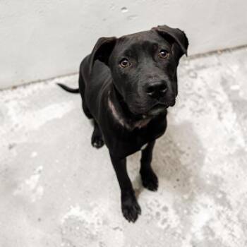 Black Labrador Retriever Dogs Available for Adoption in Williston, Vermont - Walker | PetCurious